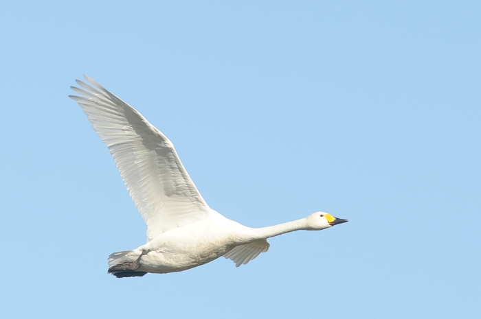 Zwergschwantage 2026